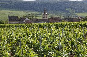 Illustration - Vin Bourgogne