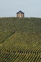 Illustration - Vin Champagne