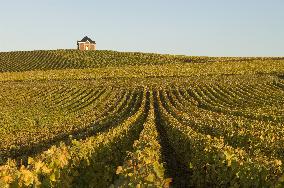 Illustration - Vin Champagne