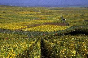 Illustration - Vin Champagne