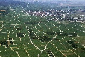 Illustration - Vin Champagne