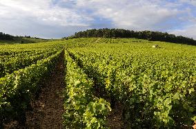 Illustration - Vin Bourgogne