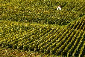 Illustration - Vin Bourgogne