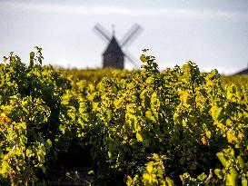 Illustration - Vin Bourgogne