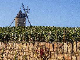 Illustration - Vin Bourgogne