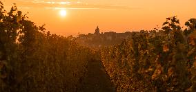 Illustration - Vin Alsace