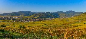 Illustration - Vin Alsace