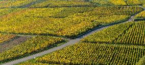 Illustration - Vin Alsace