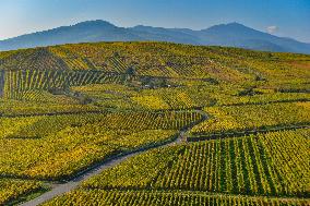 Illustration - Vin Alsace