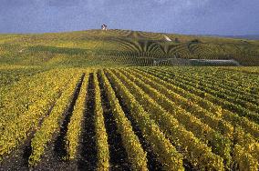 Illustration - Vin Champagne