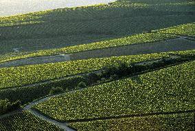 Illustration - Vin Champagne