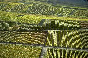 Illustration - Vin Champagne