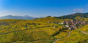 Illustration - Vin Alsace