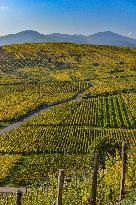 Illustration - Vin Alsace