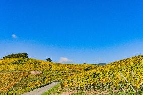Illustration - Vin Alsace