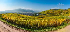 Illustration - Vin Alsace