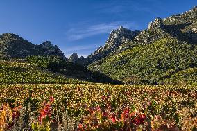 Illustration - Vin Alsace