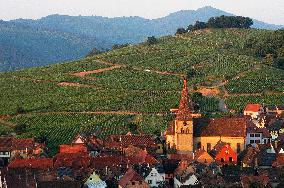 Illustration - Vin Alsace