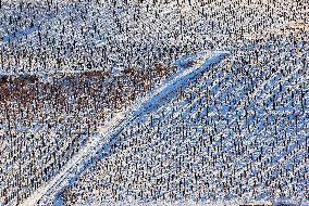 Illustration - Vin Alsace