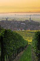 Illustration - Vin Alsace