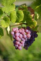 Illustration - Vin Alsace