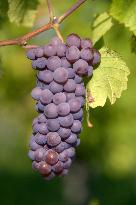 Illustration - Vin Alsace