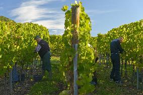 Illustration - Vin Alsace