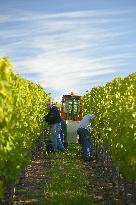 Illustration - Vin Alsace