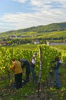 Illustration - Vin Alsace