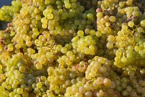 Illustration - Vin Alsace