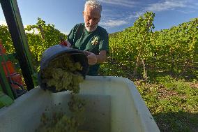 Illustration - Vin Alsace