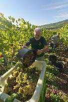 Illustration - Vin Alsace