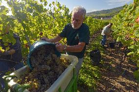 Illustration - Vin Alsace