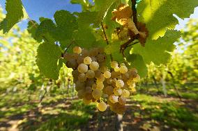 Illustration - Vin Alsace