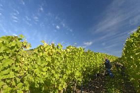 Illustration - Vin Alsace