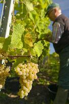 Illustration - Vin Alsace