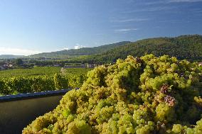 Illustration - Vin Alsace