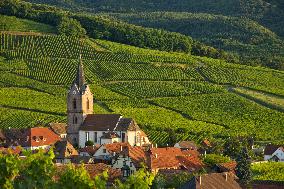 Illustration - Vin Alsace