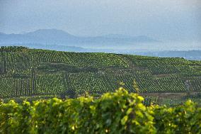 Illustration - Vin Alsace