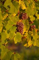 Illustration - Vin Alsace