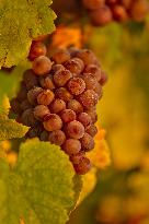 Illustration - Vin Alsace