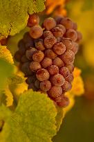 Illustration - Vin Alsace