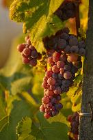 Illustration - Vin Alsace