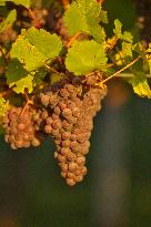 Illustration - Vin Alsace