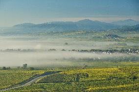 Illustration - Vin Alsace