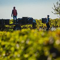 Illustration - Vin Gironde