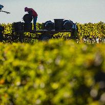 Illustration - Vin Gironde