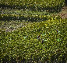 Illustration - Vin Gironde