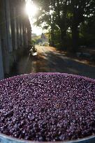 Illustration - Vin Gironde