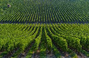 Illustration - Vin Gironde